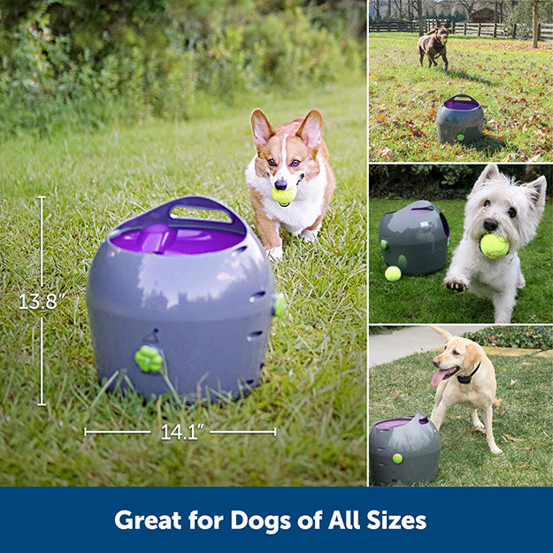 Dogs of all sizes playing and interacting with ball launcher. Product dimensions indicate 13/8" height and 14/1" length.